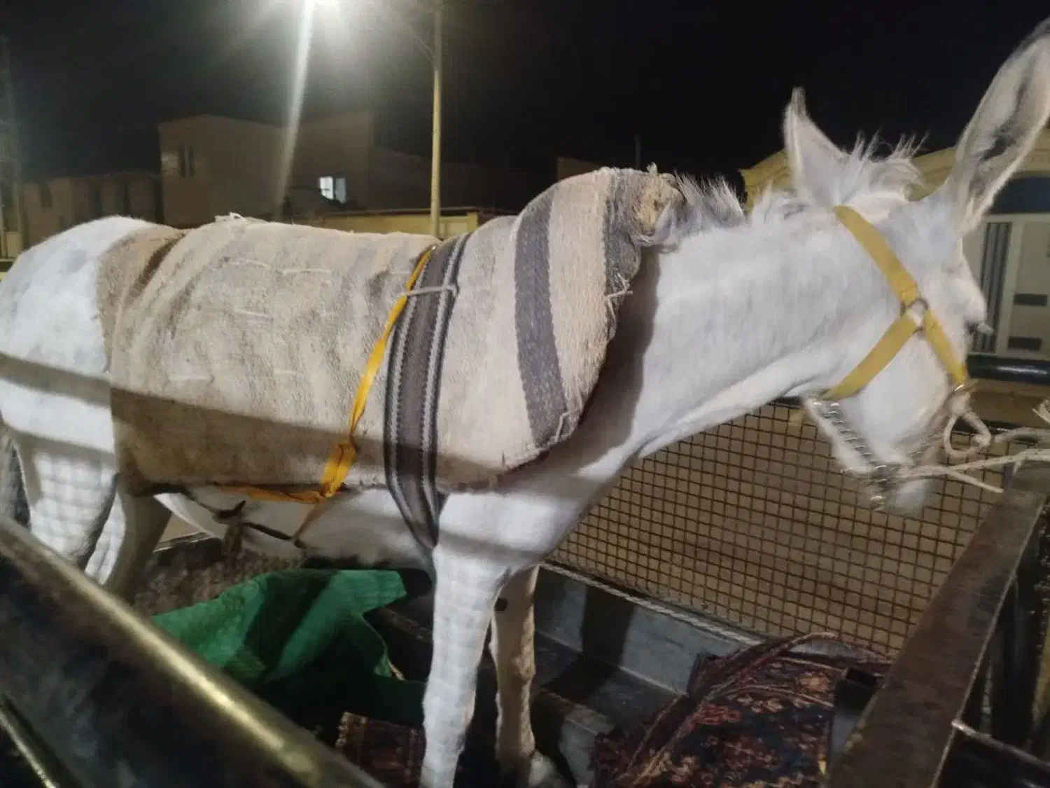 خر سواری دار|حیوانات مزرعه|کاشان, اسدآباد|دیوار