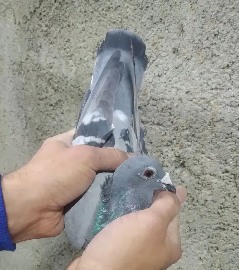 کفتر حمال شهرستانی جفت|پرنده|رباطکریم, شترخوار|دیوار