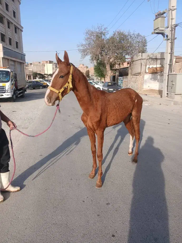 اسب نریان|اسب و تجهیزات اسب‌سواری|اسلام‌شهر, شهرک قائمیه|دیوار