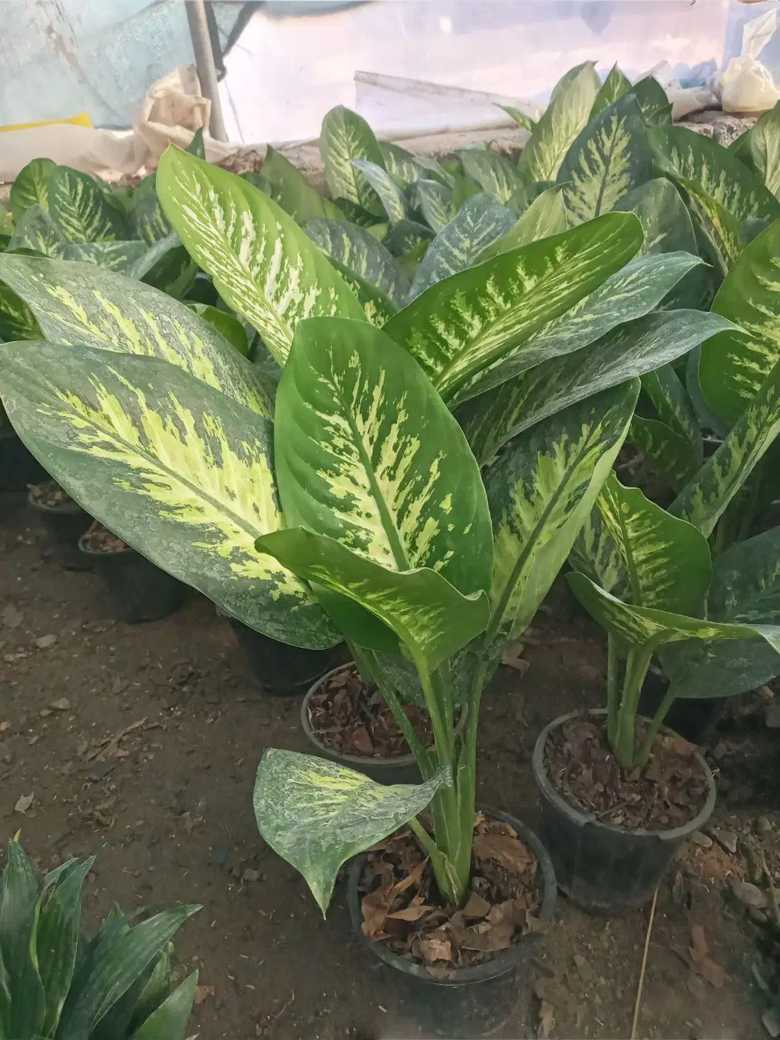 گل و گیاه زیر قیمت بازار|گل و گیاه طبیعی|مشهد, نوید|دیوار