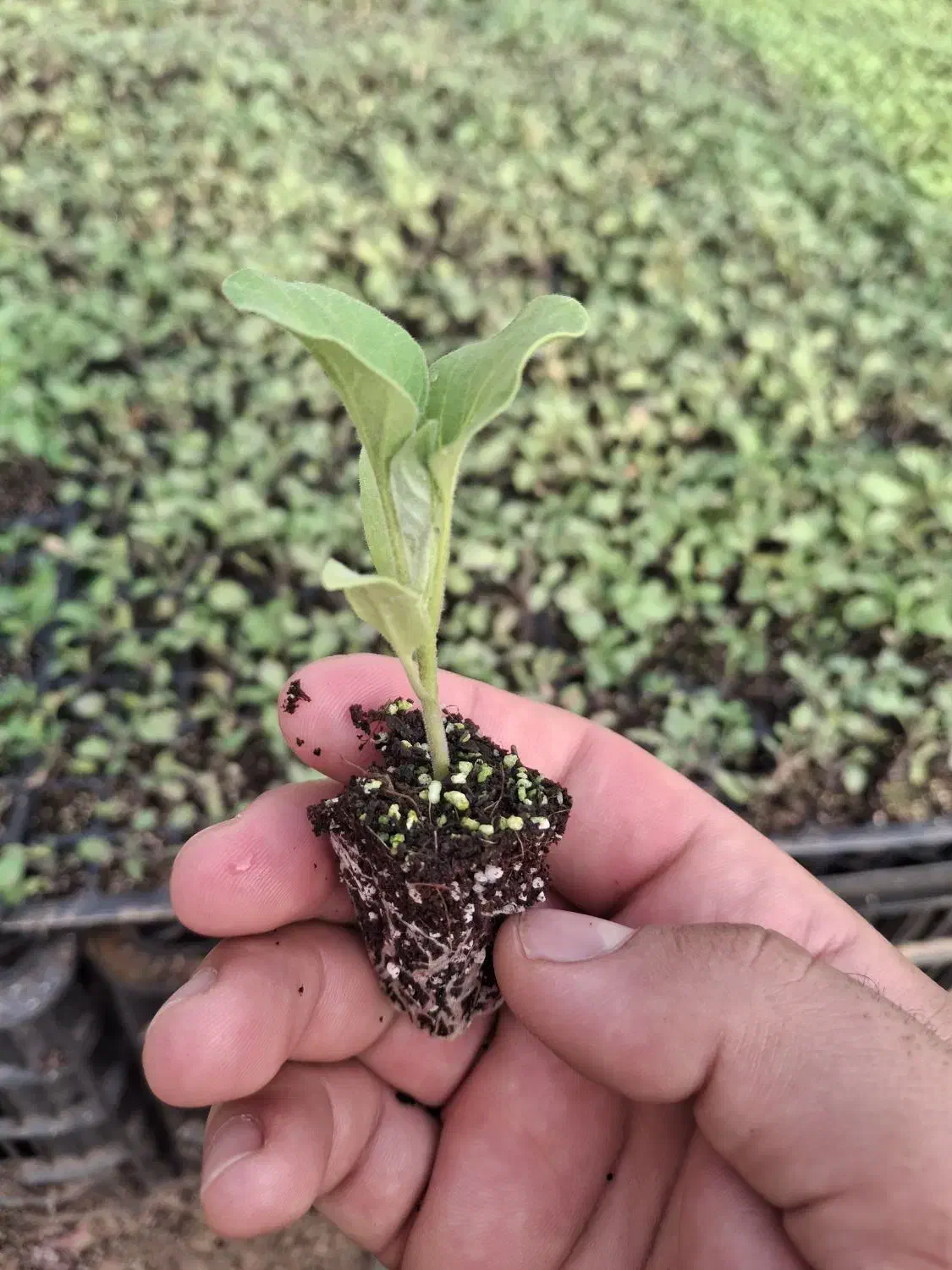 نشا|خدمات باغبانی و درختکاری|برخوار, |دیوار