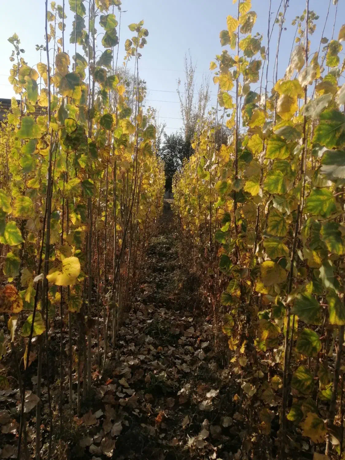 فروش نهال به صورت چکی|گل و گیاه طبیعی|شهریار, شهریار|دیوار