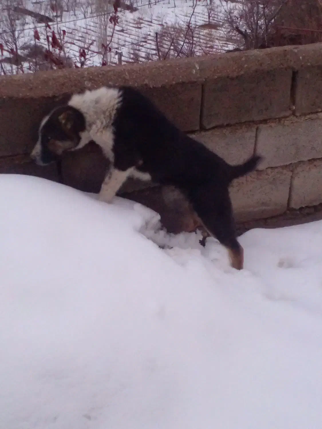 توله سگ|سگ|فیروزه, |دیوار