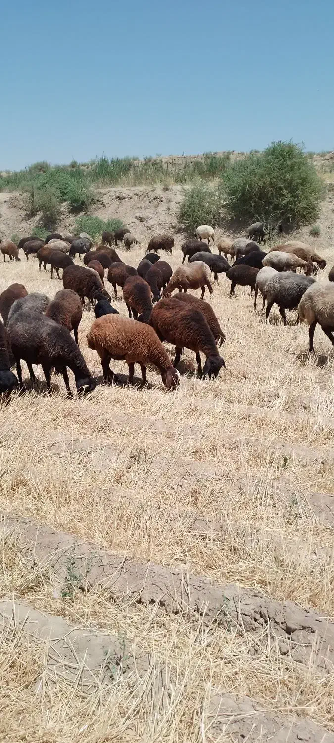 فروش بره نر و ماده|حیوانات مزرعه|ساوه, |دیوار