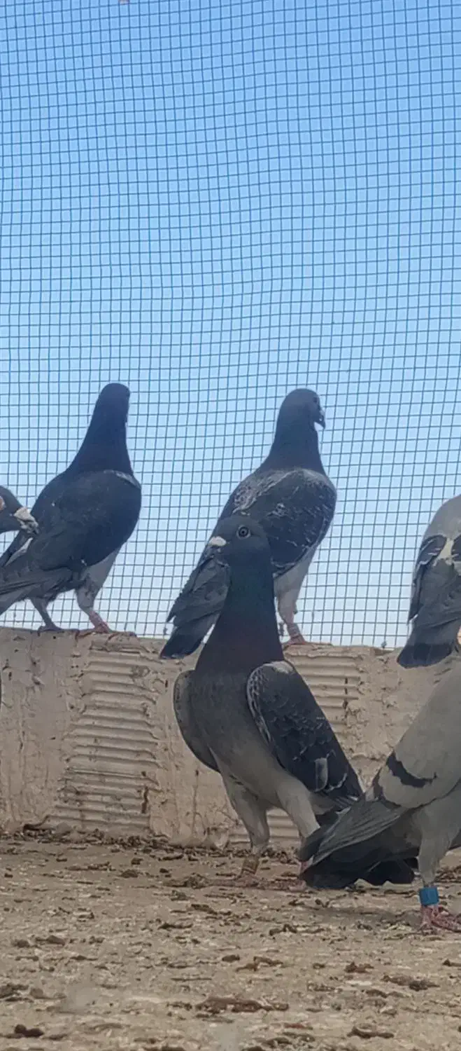 مسافتی مسابقه دهنده|پرنده|مشهد, انقلاب|دیوار