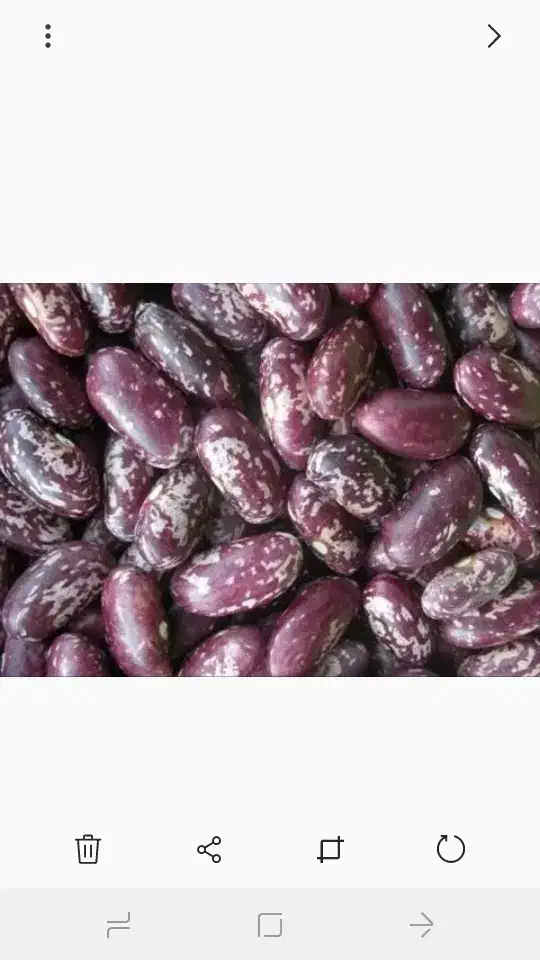 لوبیا چیتی ازبک 230 تومان|حراج|گنبد کاووس, |دیوار