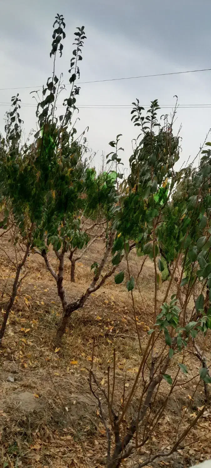 باغچه بر جاده|فروش زمین و ملک کلنگی|انزل, |دیوار