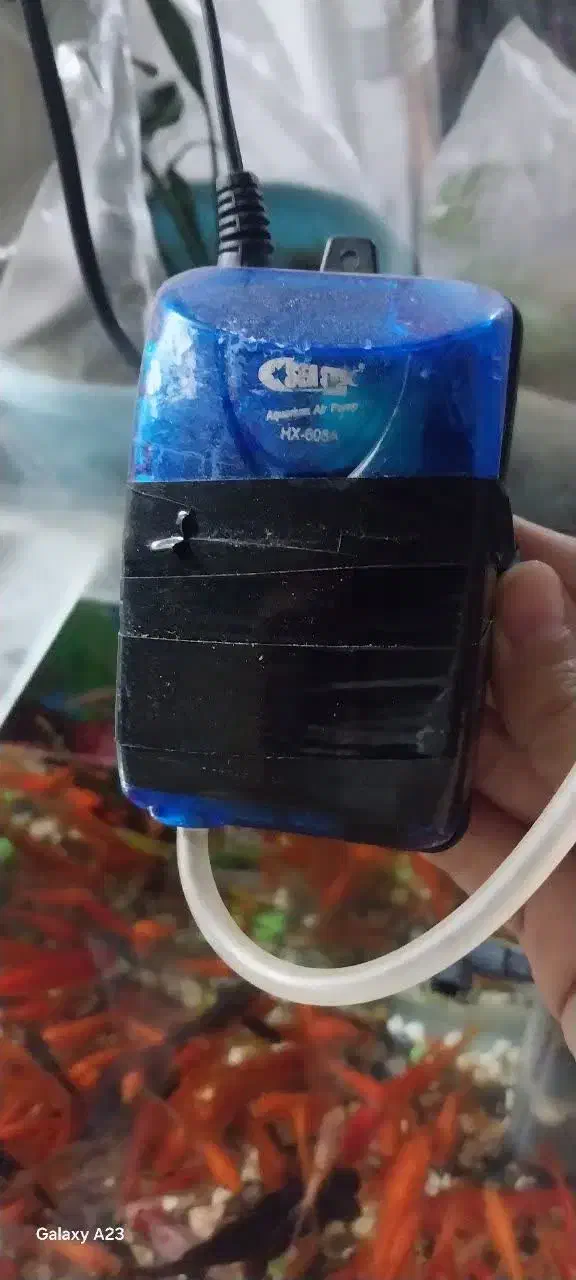 آکواریوم|ماهی|چگنی, |دیوار