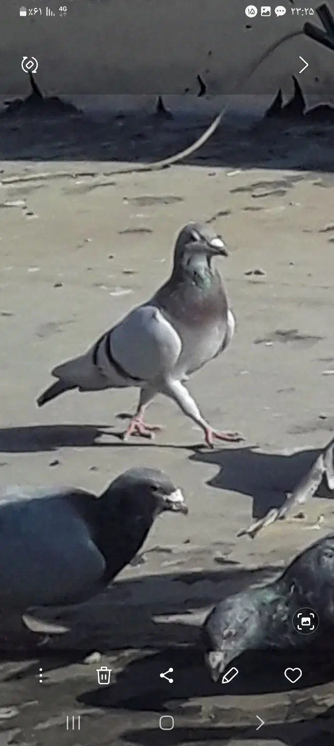 کبوتر|حیوانات|تاکستان, |دیوار