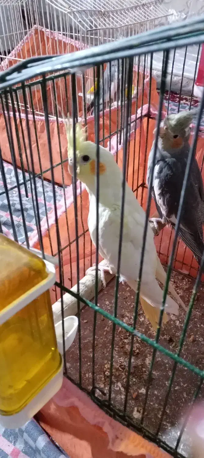 عروس|پرنده|دزفول, |دیوار