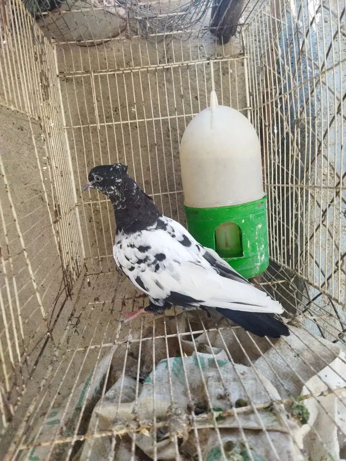 رنگی گرفتنی|پرنده|اهواز, شهرک حفاری|دیوار