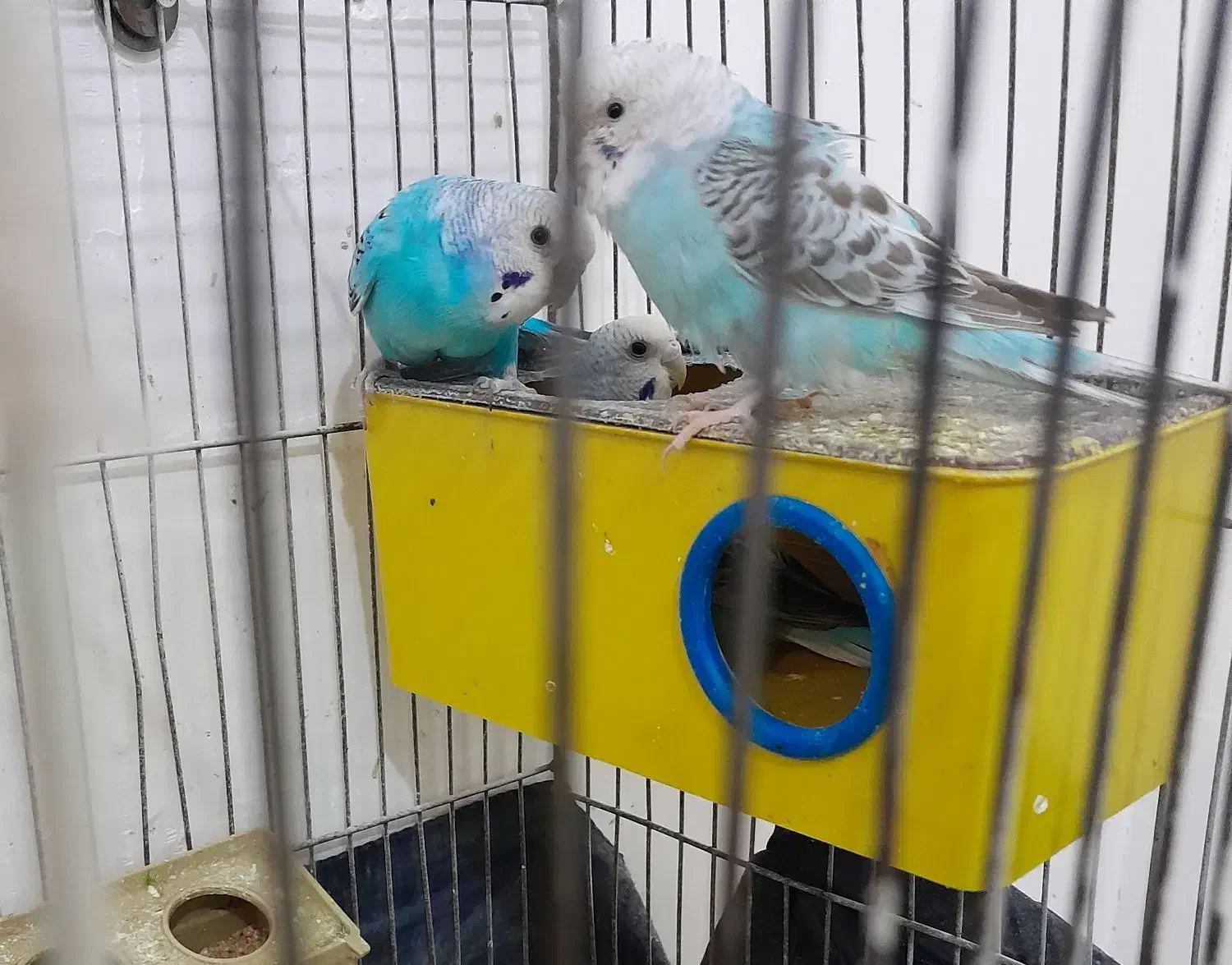 سه عدد مرغ عشق زیبا|پرنده|خوی, |دیوار