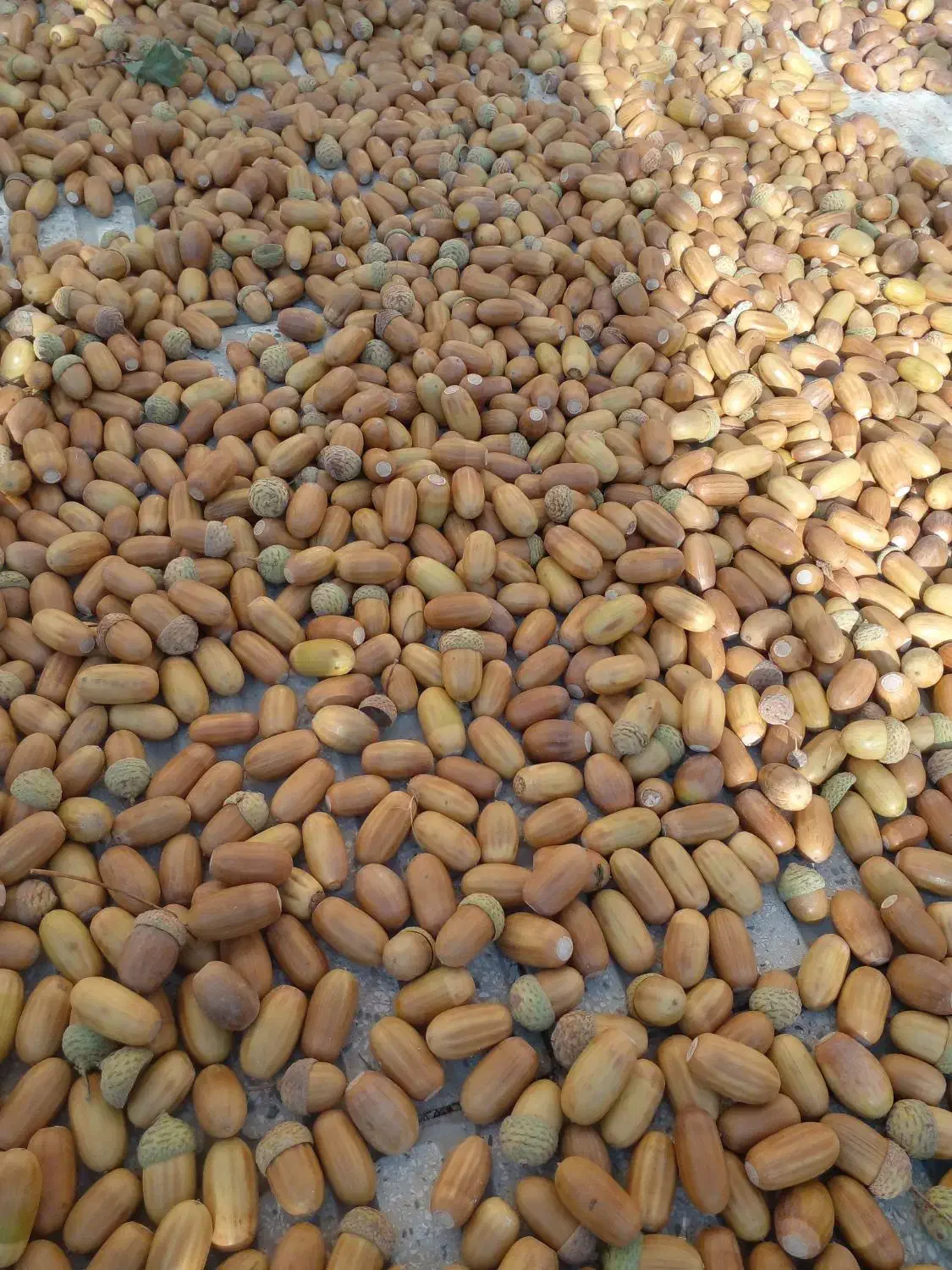 بلوط ممتاز ارگانیک|خوردنی و آشامیدنی|اسکو, |دیوار