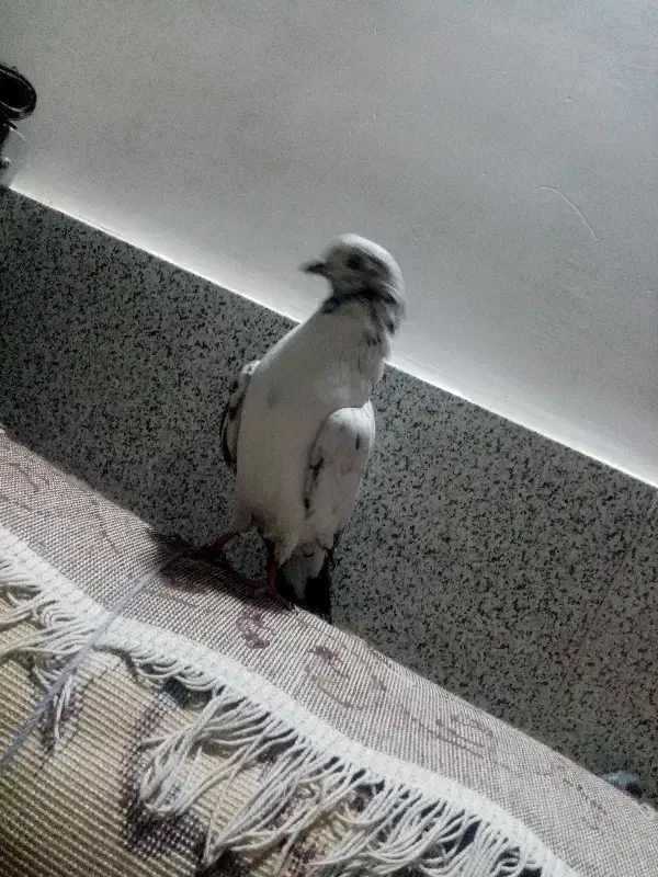 محمد|پرنده|یزد, |دیوار