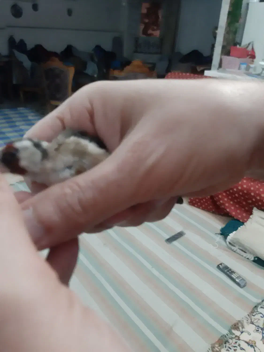 سهره نر داغسر|پرنده|قزوین, |دیوار