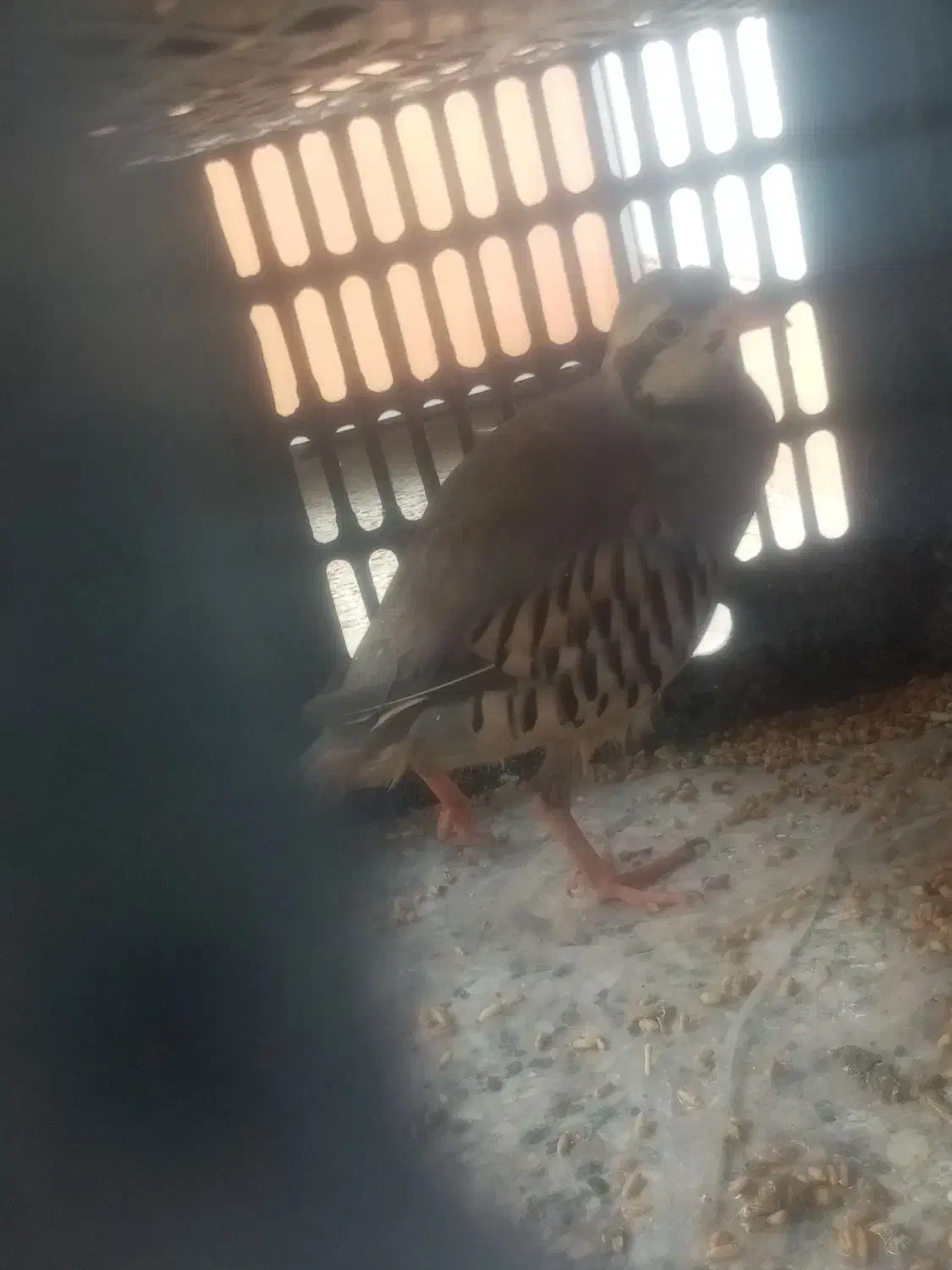 کبوتر|پرنده|نجفآباد, فاز ۴ شهرک آزادگان|دیوار