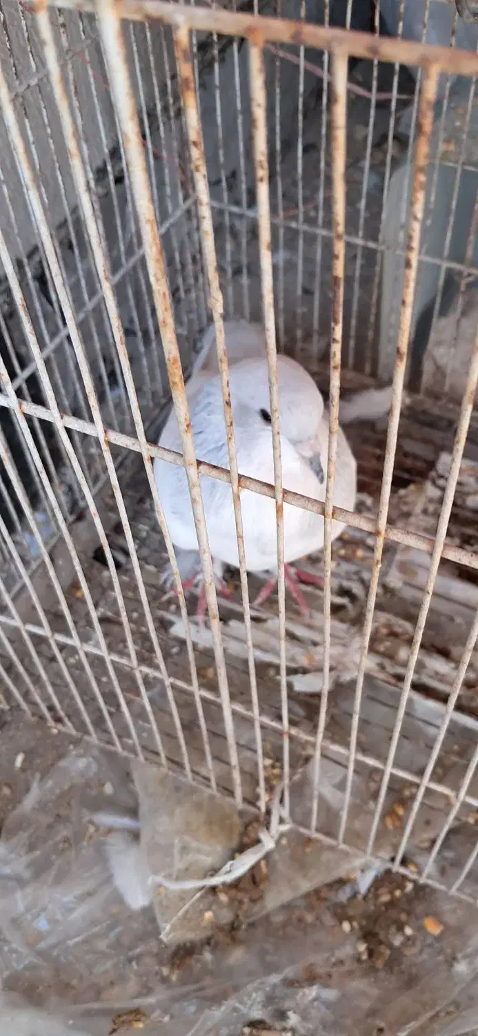 یال الماسی نر|پرنده|شیراز, پودنک|دیوار