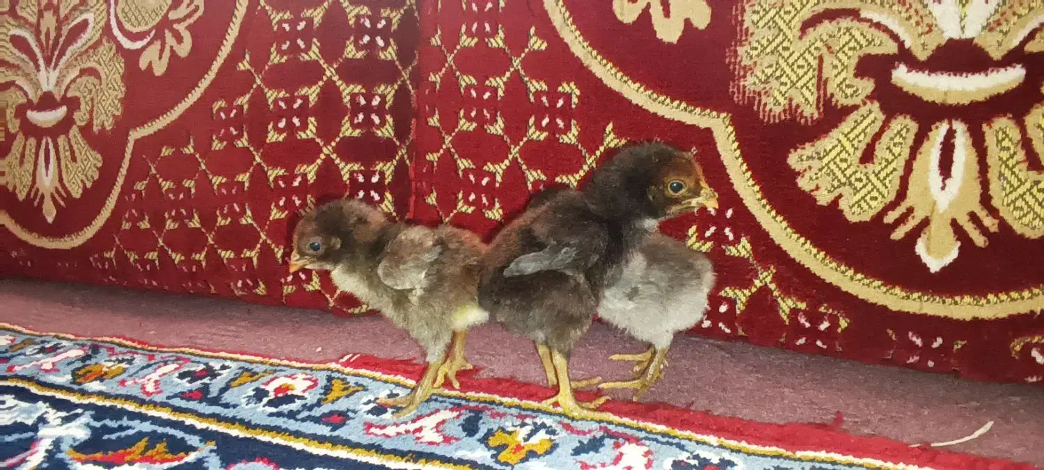 جوجه لاری|حیوانات مزرعه|قیدار, |دیوار