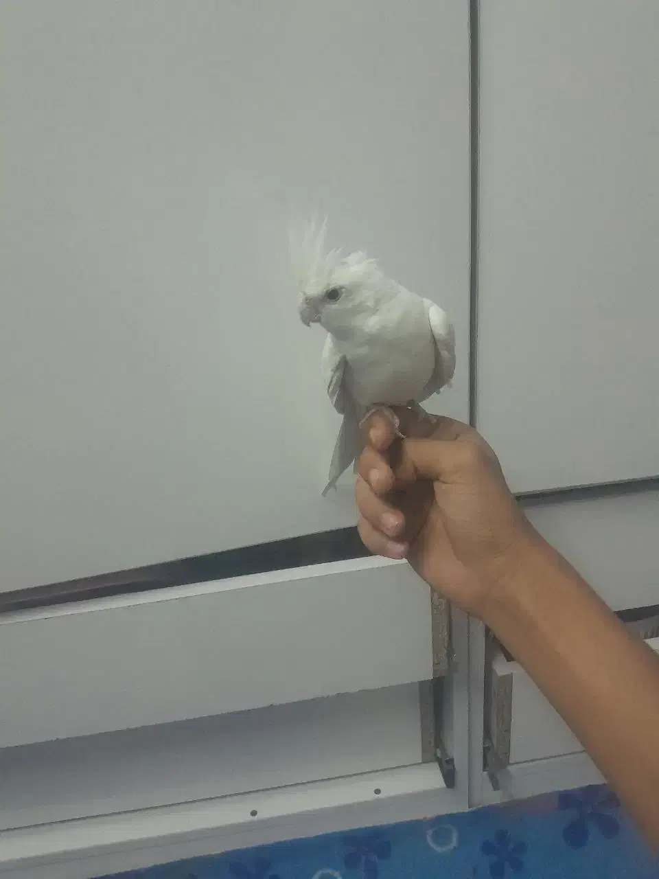 عروس هلندی البینو  مولد|پرنده|خمینی‌شهر, |دیوار