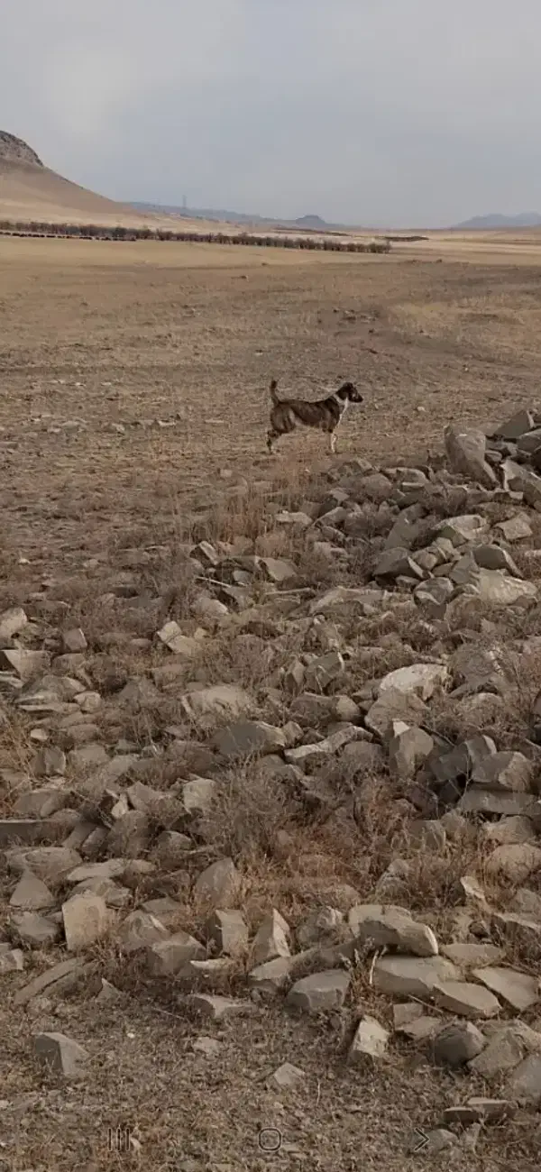 سگ ماده|سگ|نوبران, |دیوار