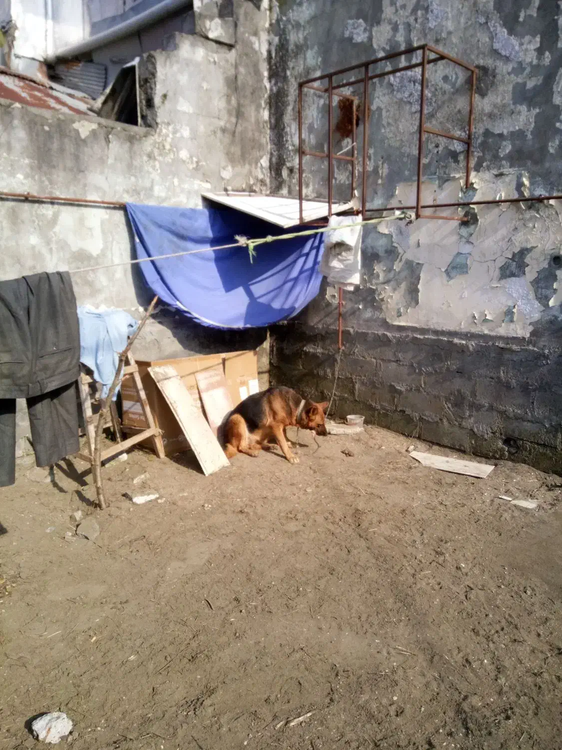 سگ گرگی|سگ|بندر انزلی, نوغان|دیوار