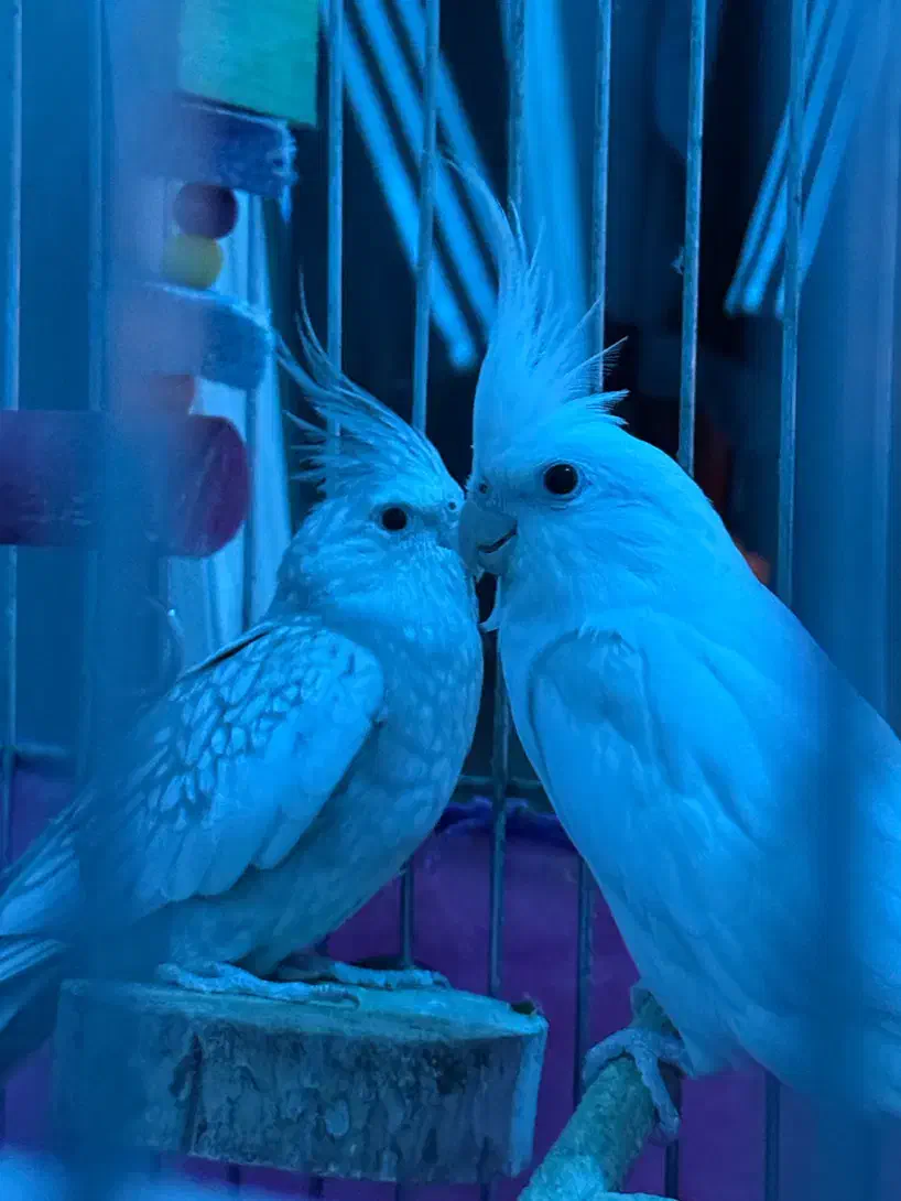 عروس هلندی جفت مولد سالم|پرنده|فردیس, شهرک ارم|دیوار