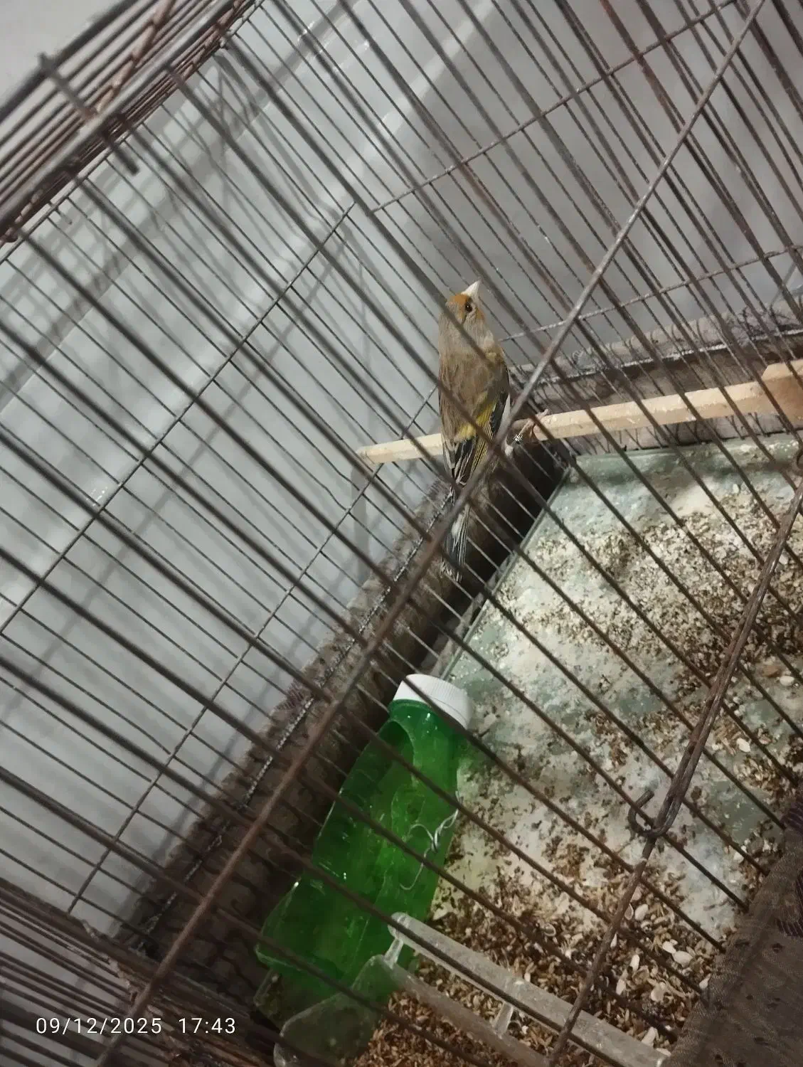 سهره قناری|پرنده|بهار, |دیوار