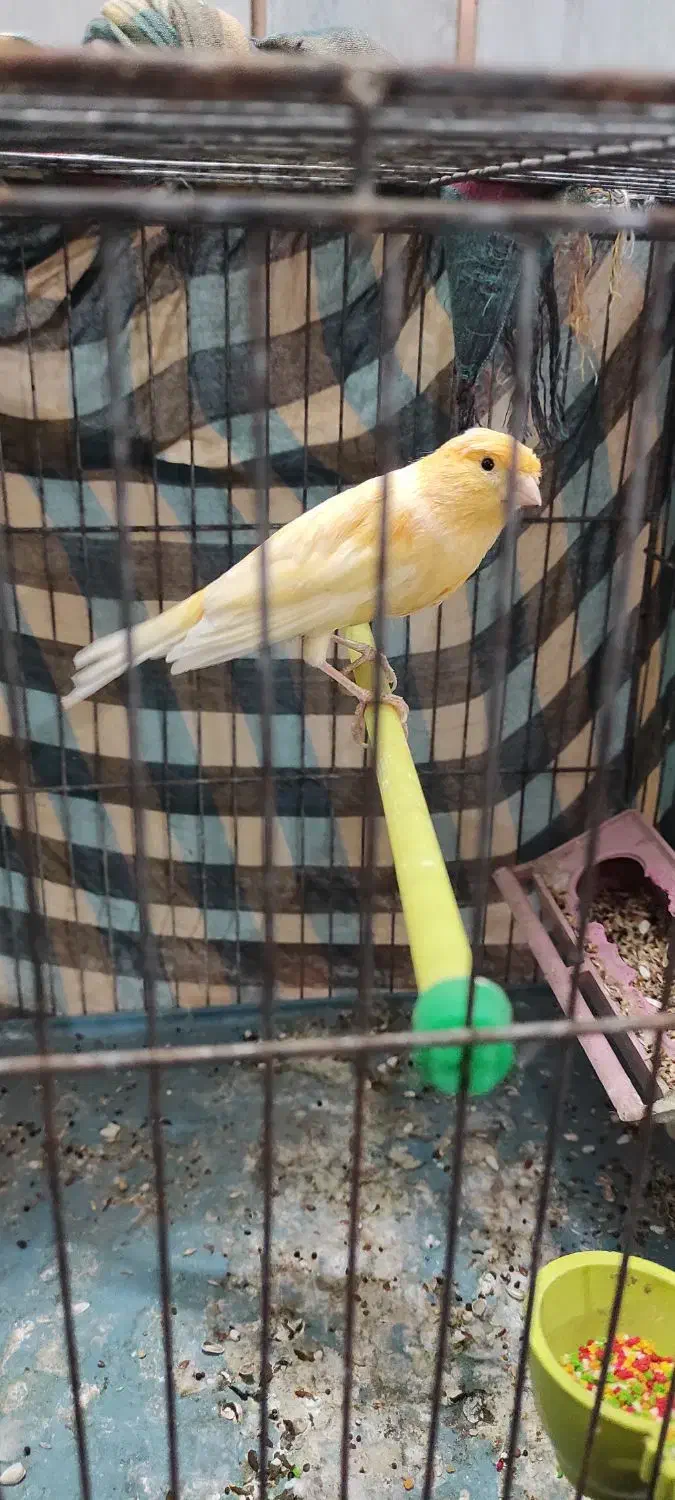 جفت قناری نر و ماده|پرنده|زاهدان, |دیوار