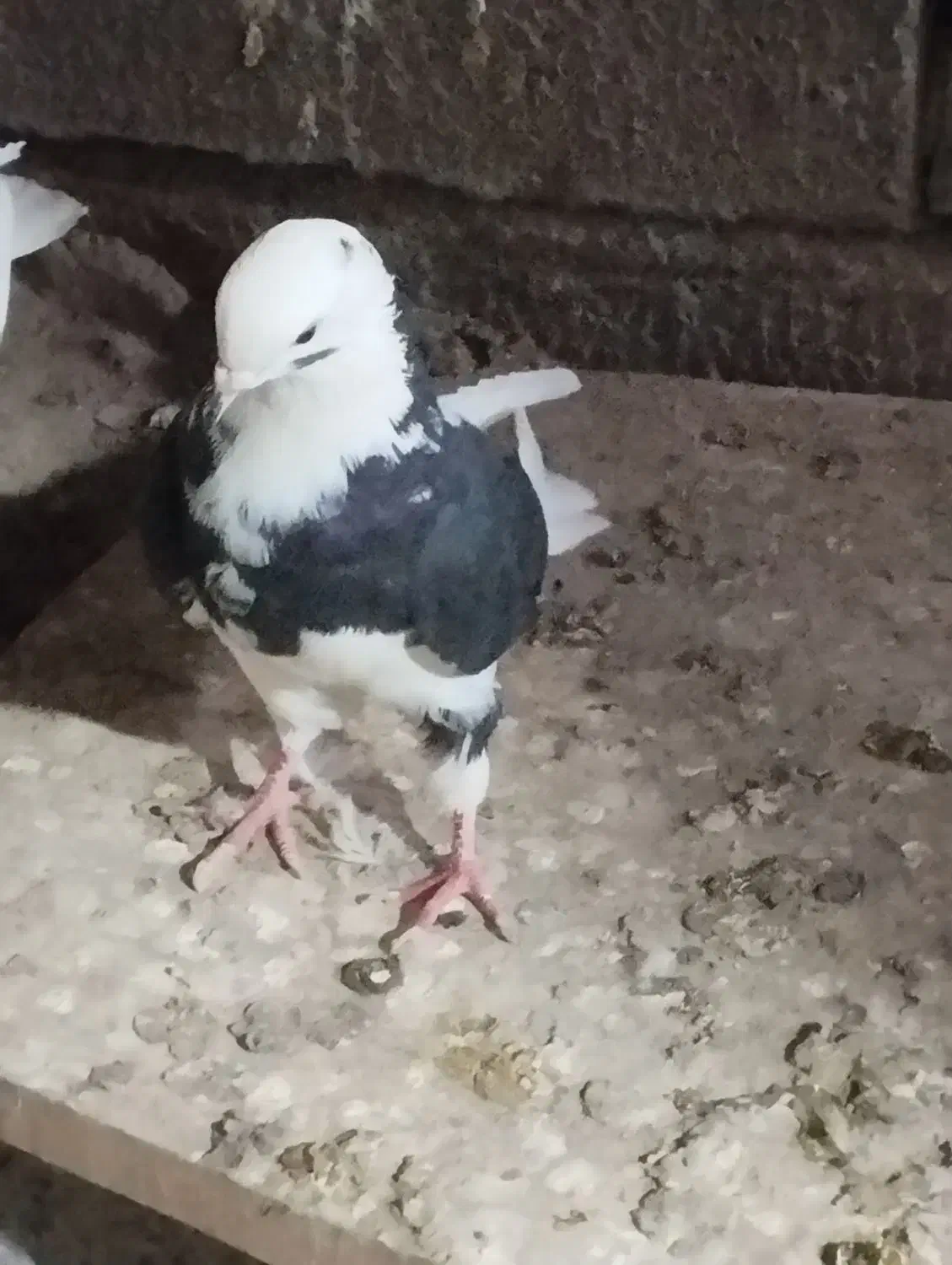 کبوتر اوچان ساعتی|پرنده|مشگین شهر, |دیوار