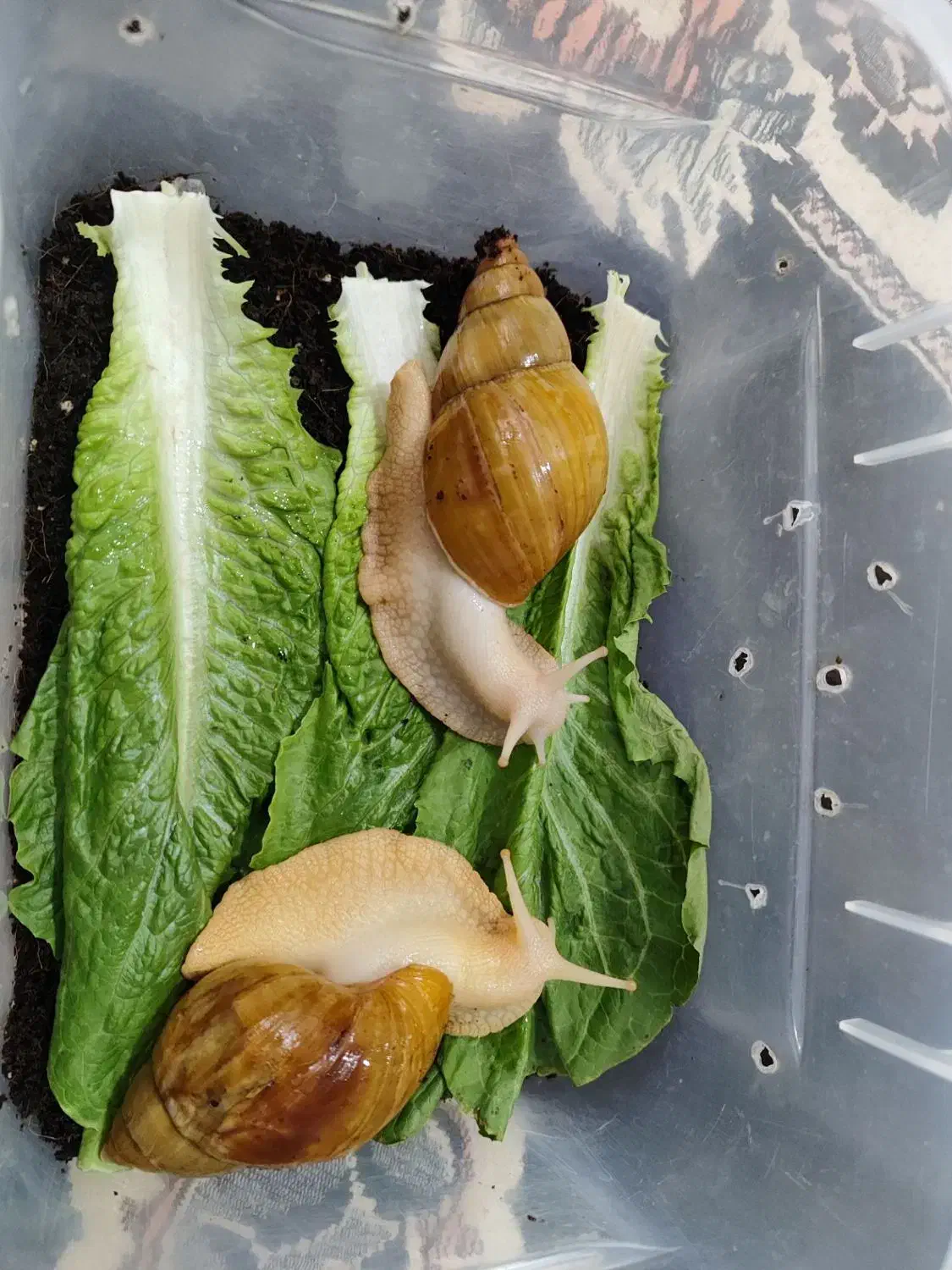 حلزون فروشی|خزنده|کرمان, |دیوار