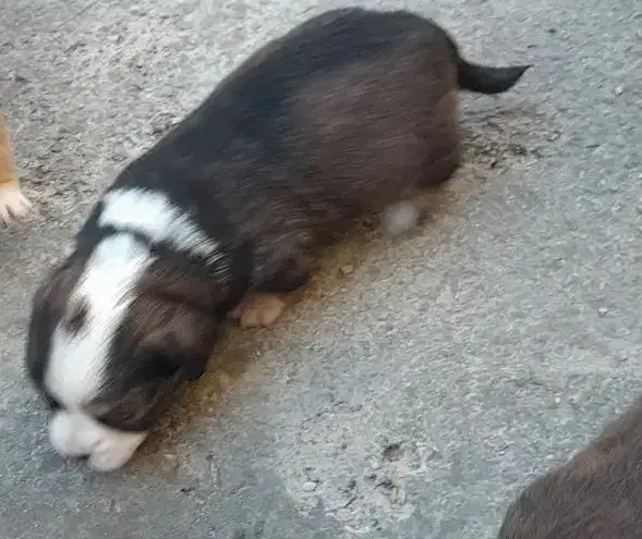 سگ پاکوتاه|سگ|اسلامآباد غرب, |دیوار