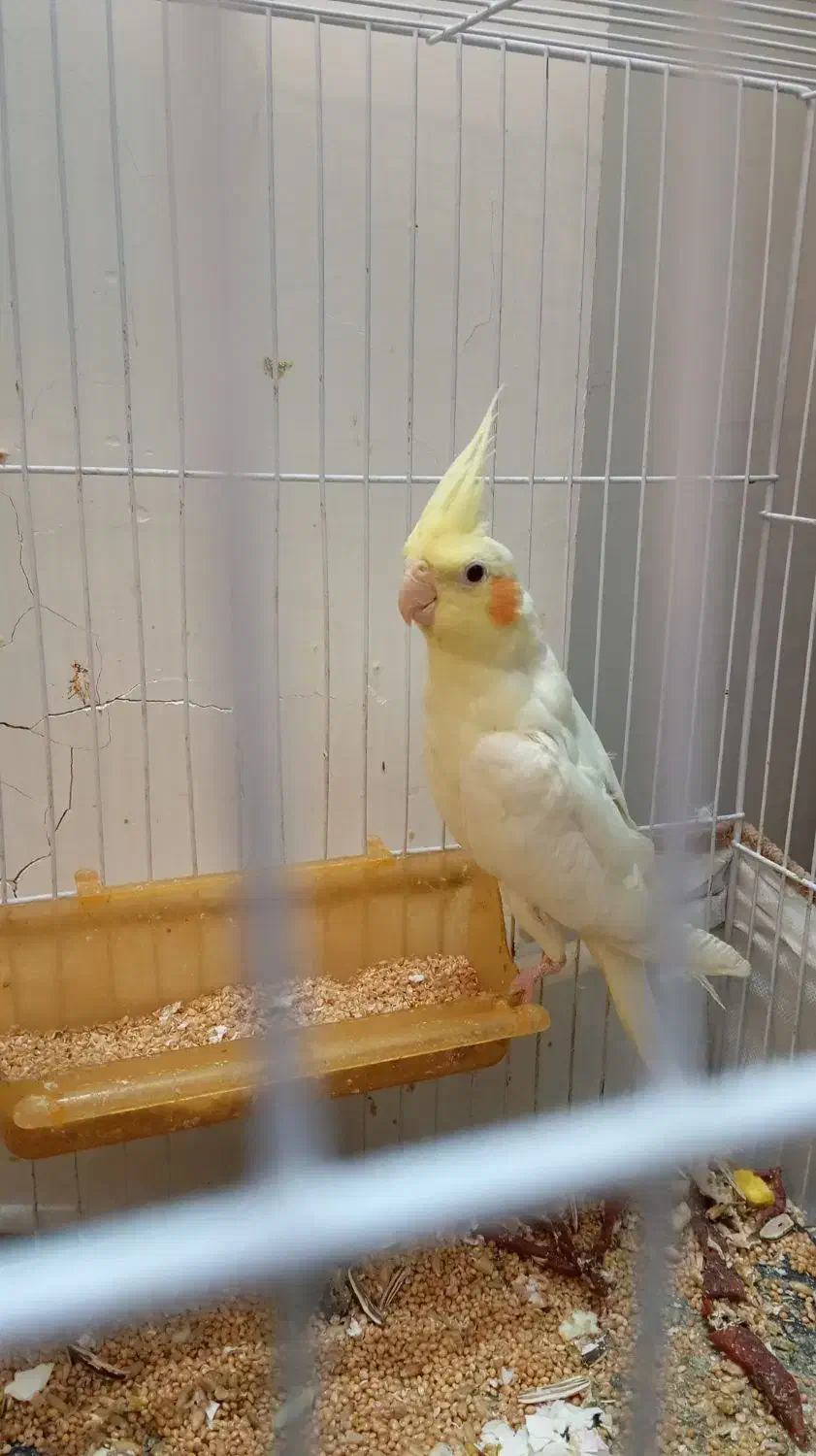 عروس هلندی لوتینو|پرنده|مشهد, کشف|دیوار