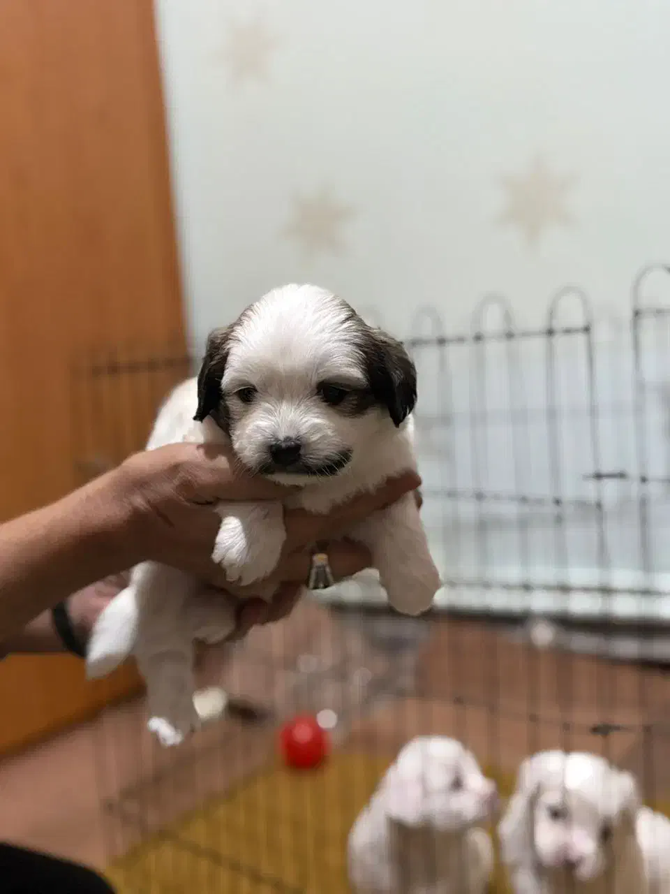 واگذاری سگ خانگی|سگ|تبریز, |دیوار