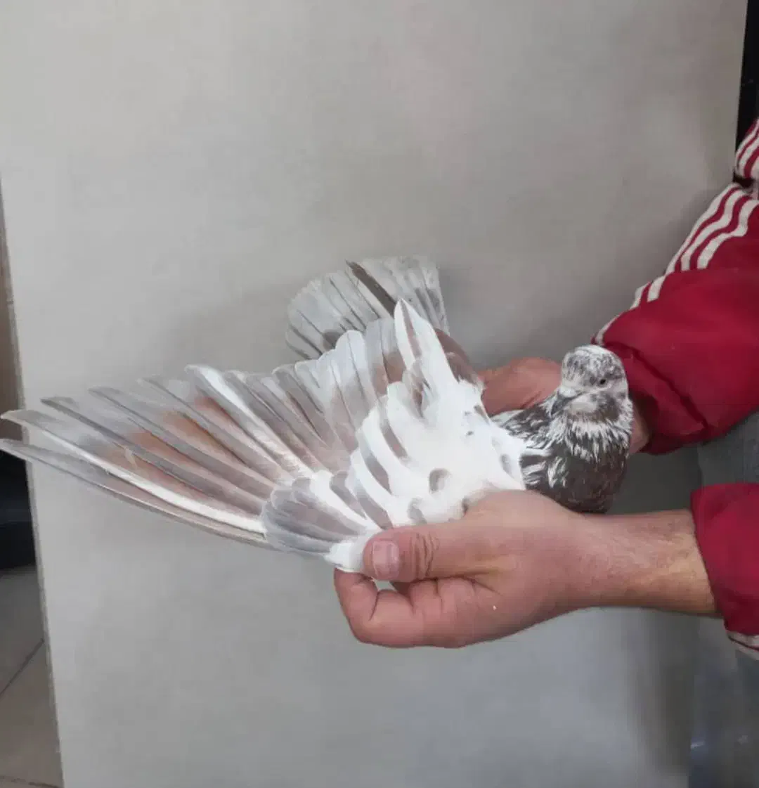 کفتر|پرنده|تهران, یاخجی آباد|دیوار