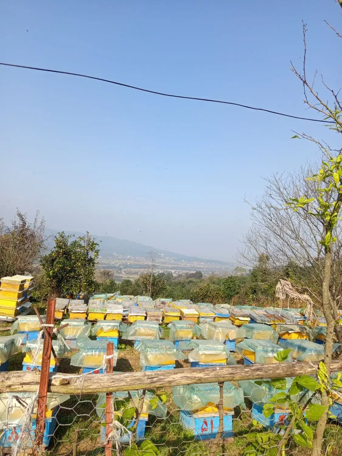 فروش زنبور دو رگ با بهترین جمعیت حراج شود رودسر|حیوانات مزرعه|چوبر, |دیوار