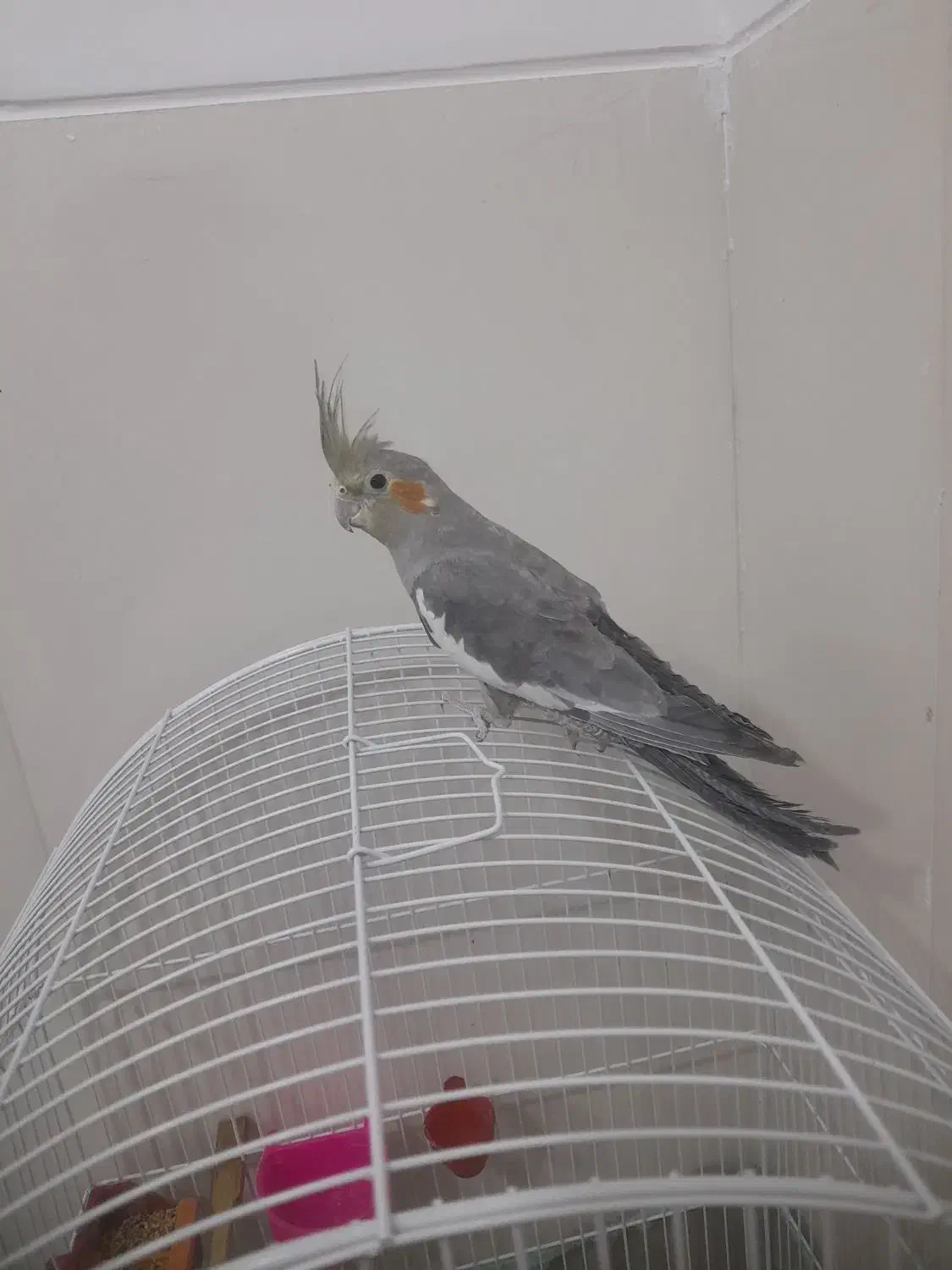 عروس هلندی سخنگو باهوش|پرنده|پاسارگاد, |دیوار