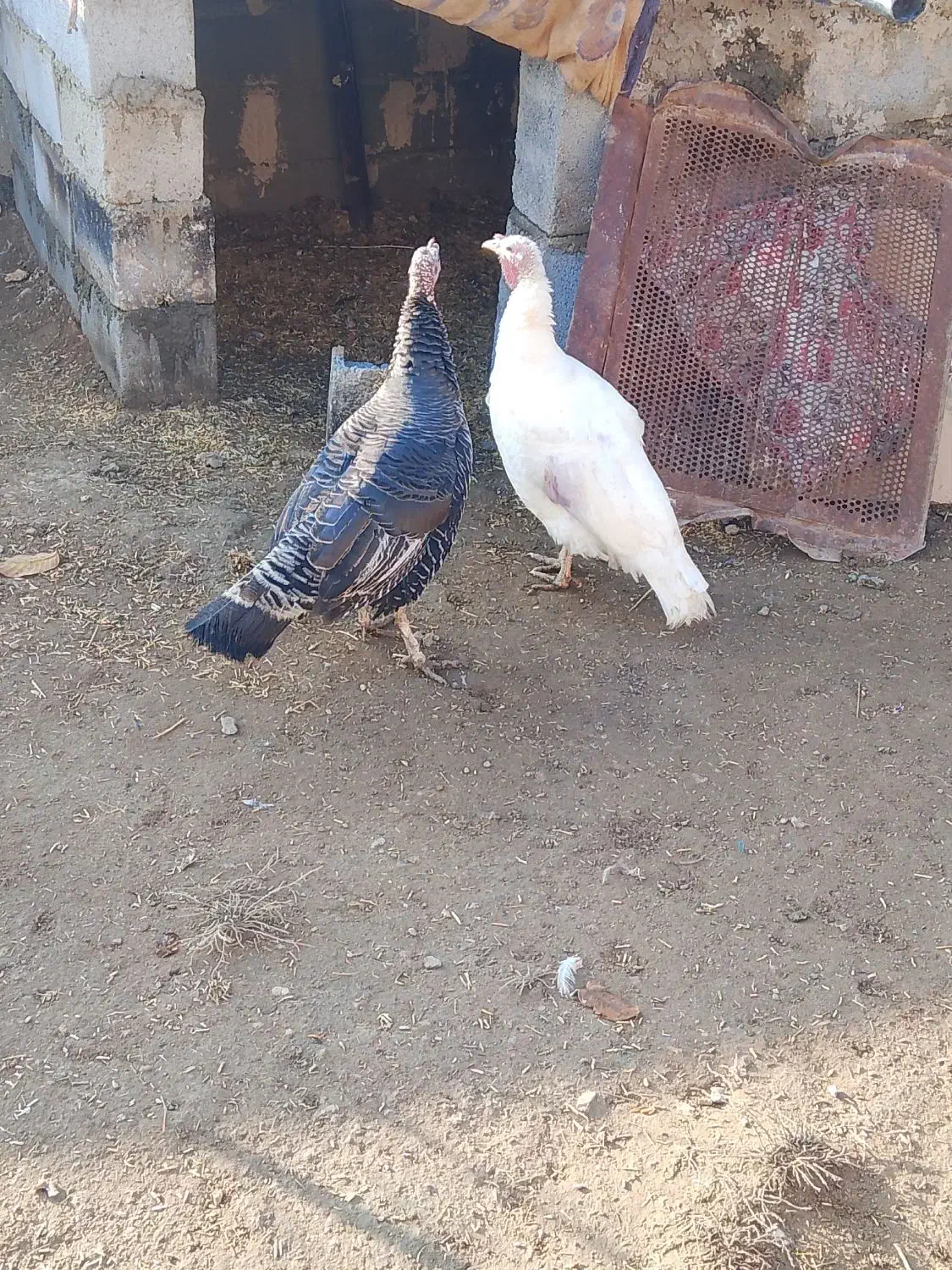 بوقلمو|حیوانات مزرعه|انزل, |دیوار