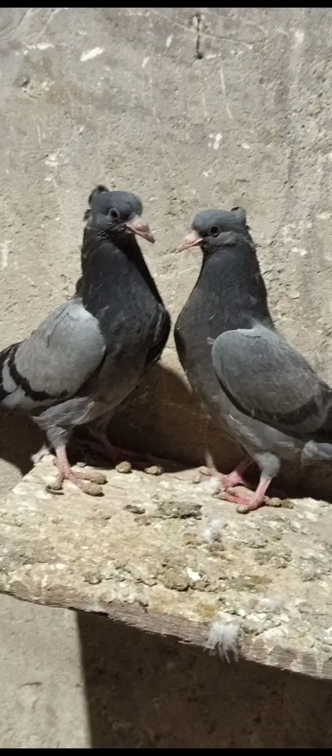 کبوتر|پرنده|سیلوانه, |دیوار