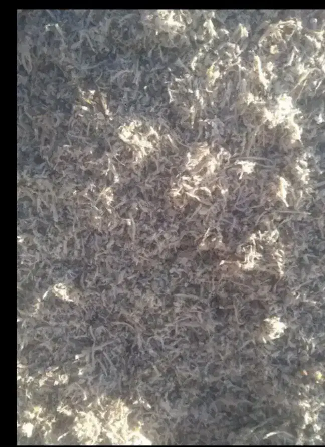 فروش تفاله چغندر ارسال به سراسر کشور|عمدهفروشی|مشگین شهر, |دیوار