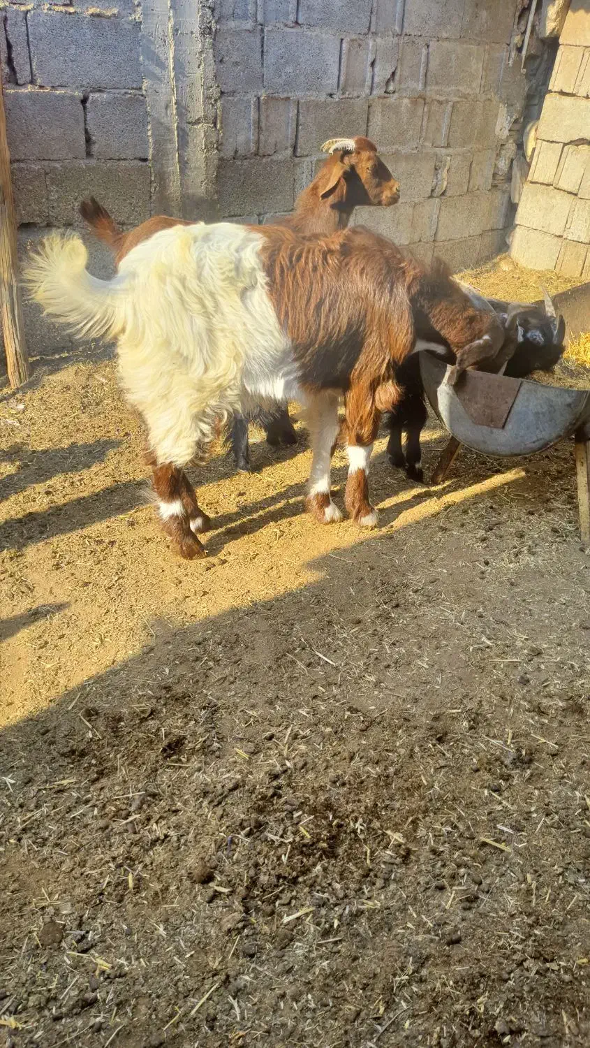 کهره|حیوانات مزرعه|کاکی, |دیوار