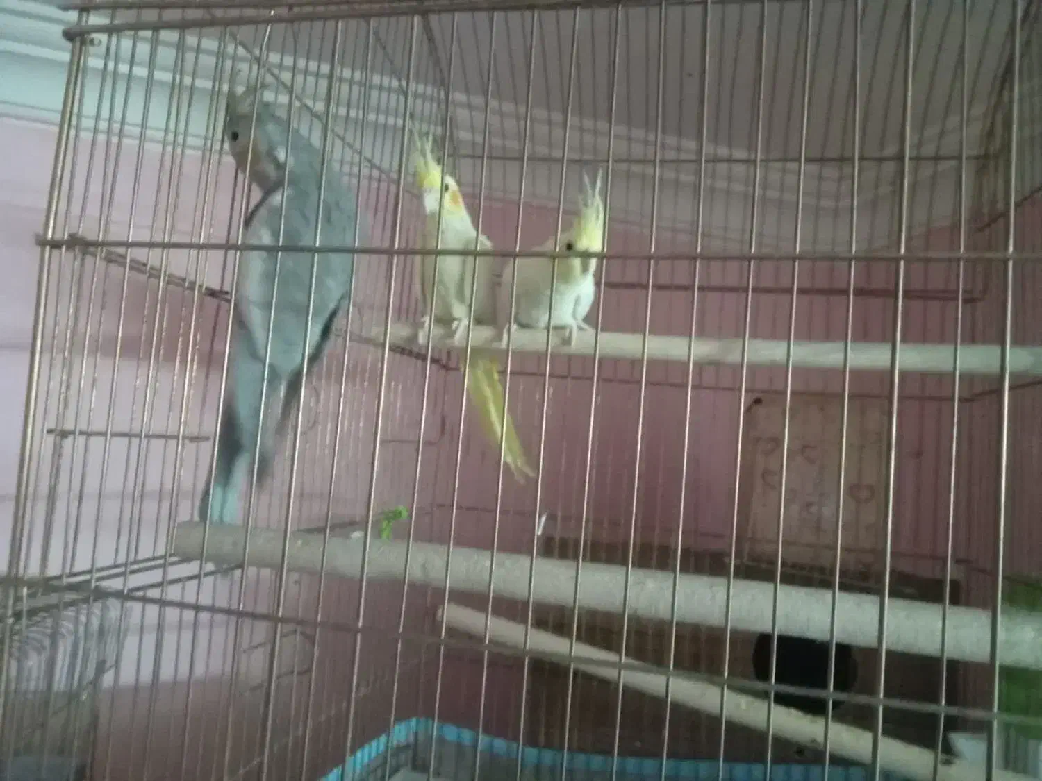 جفت مرغ عشق و عروس هلندی|پرنده|یزد, |دیوار