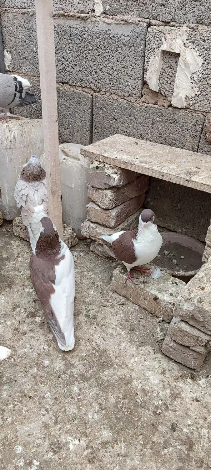 کفتر رنگی|پرنده|محمدیه-قزوین, |دیوار