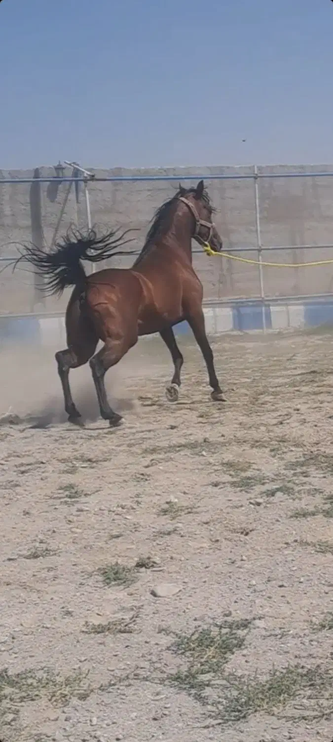 اسب کرد مادیان|اسب و تجهیزات اسب‌سواری|سراب, |دیوار