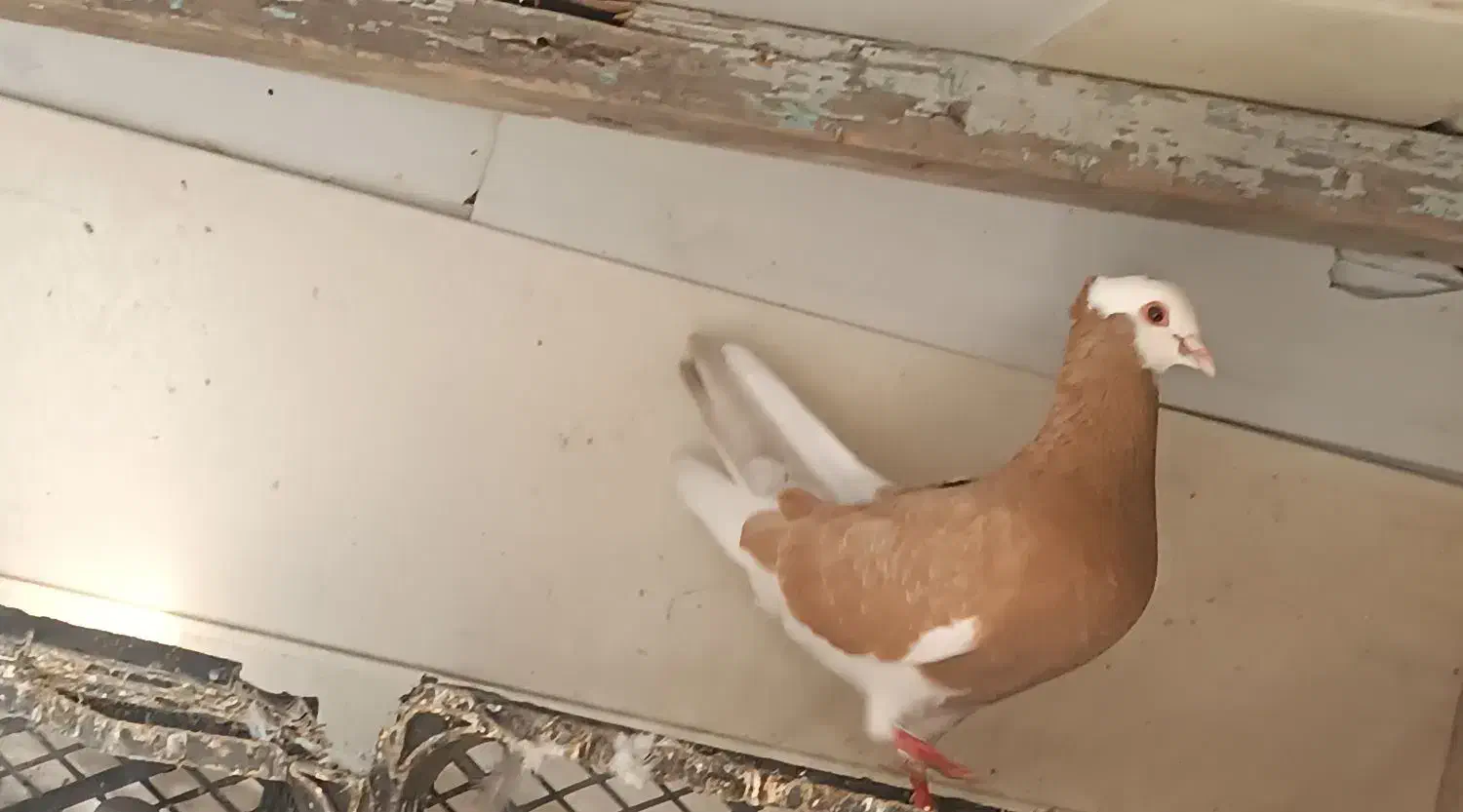 کبوتر|پرنده|بندر ترکمن, |دیوار