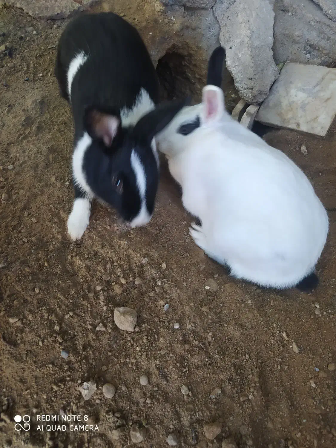 سه عدد خرگوش|موش و خرگوش|شوشتر, |دیوار