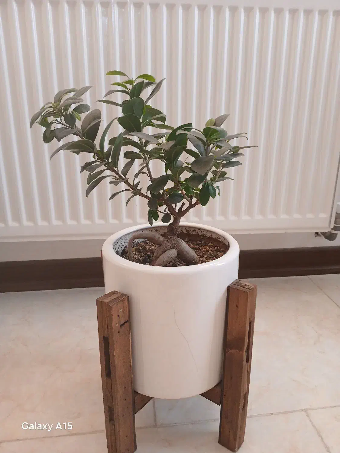 گل طبیعی|گل و گیاه طبیعی|صدرا-فارس, فاز ۱|دیوار