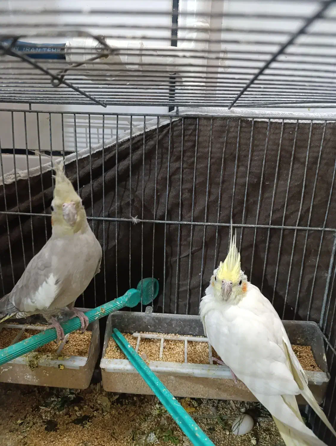 عروس هلندی خونگی|پرنده|خمینی‌شهر, |دیوار