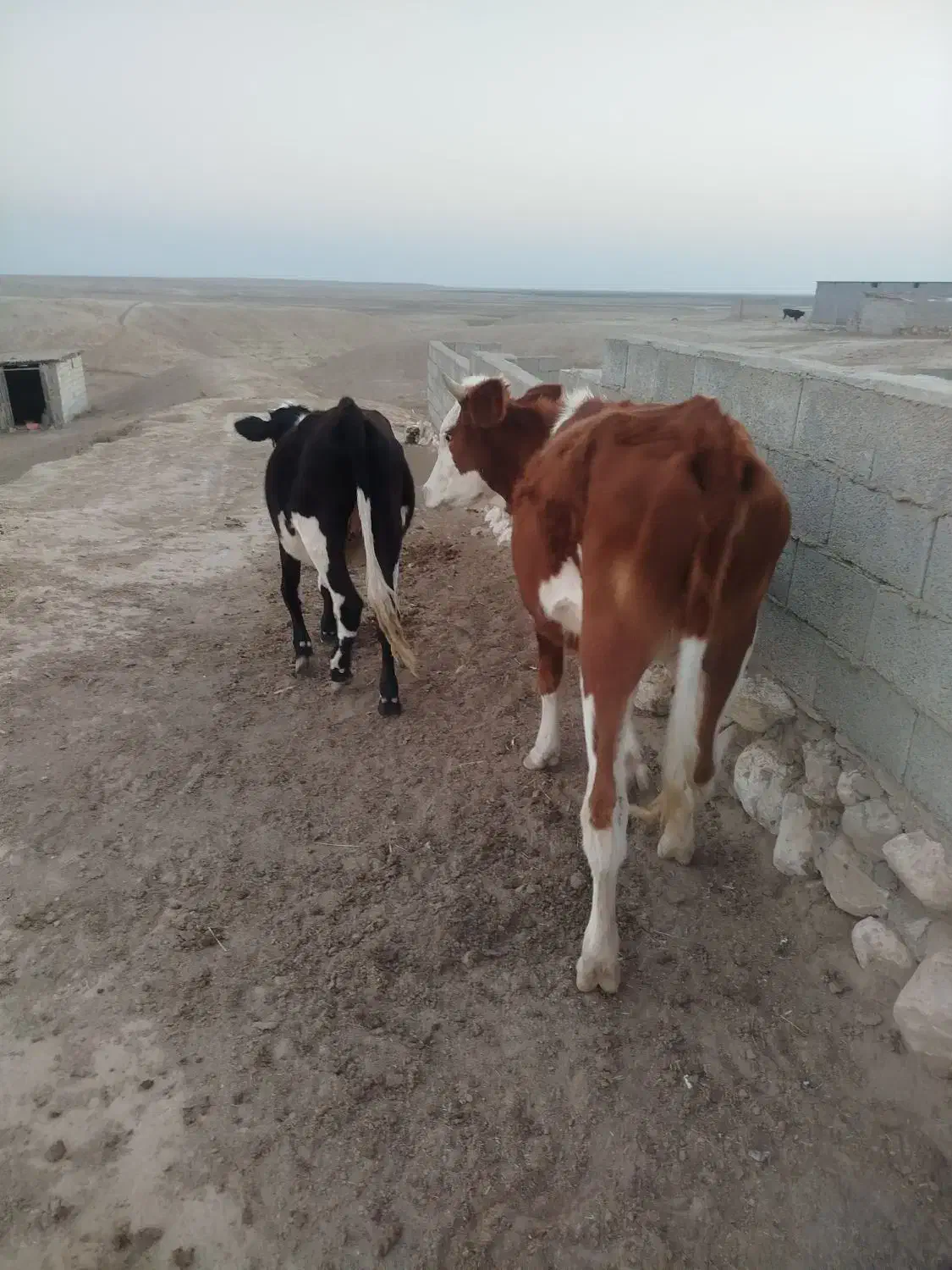 3راس تلیسه جنس خوب|حیوانات مزرعه|اینچه برون, |دیوار