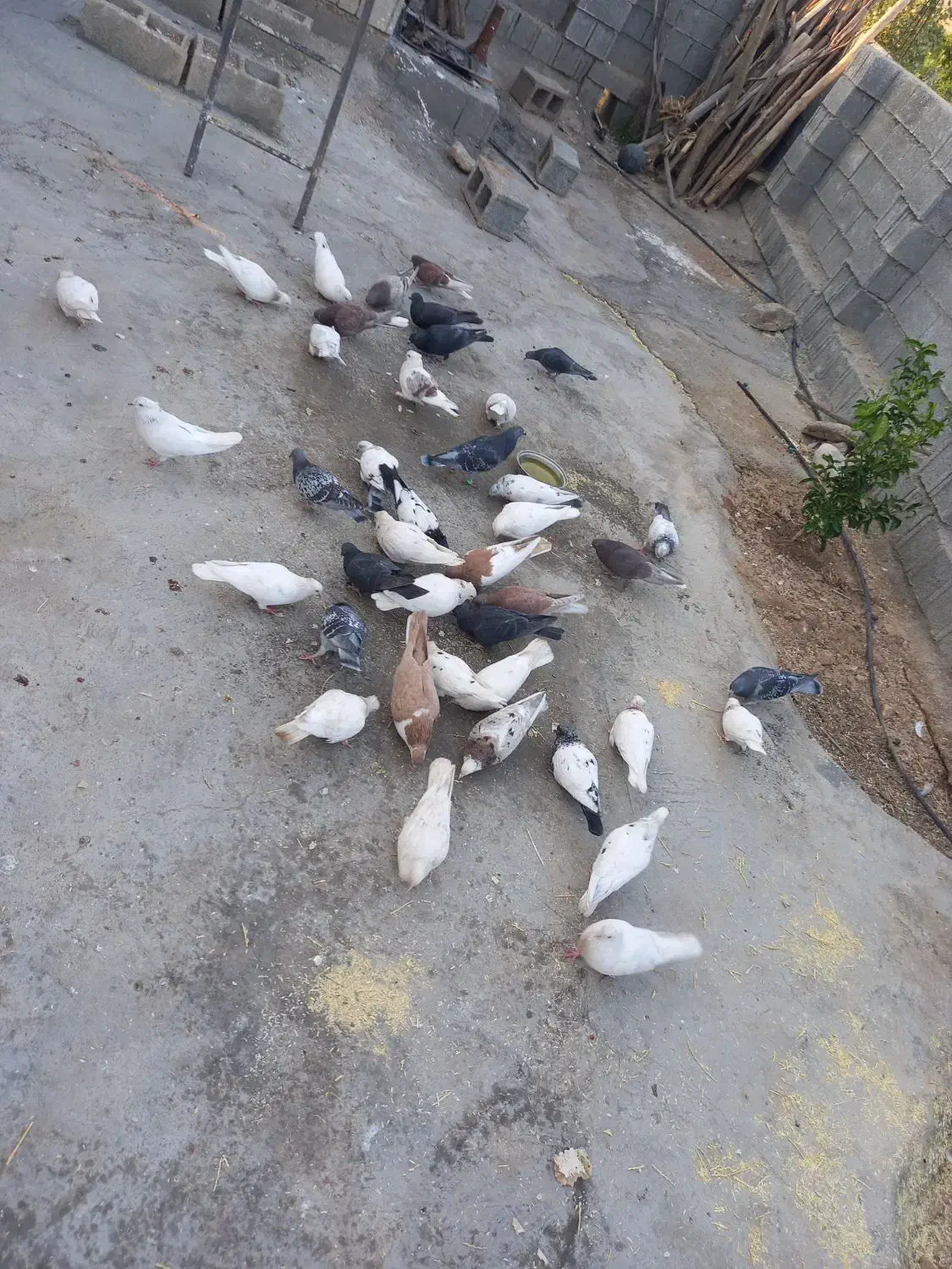 کبوتر|پرنده|نورآباد ممسنی, |دیوار