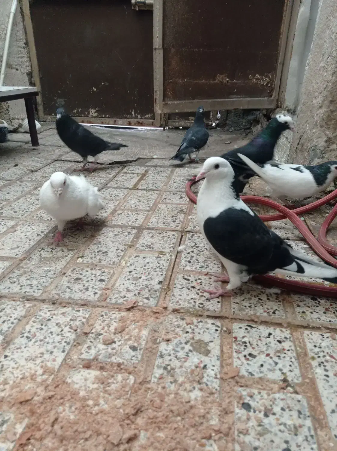 کفتر|پرنده|مشهد, خرمشهر|دیوار